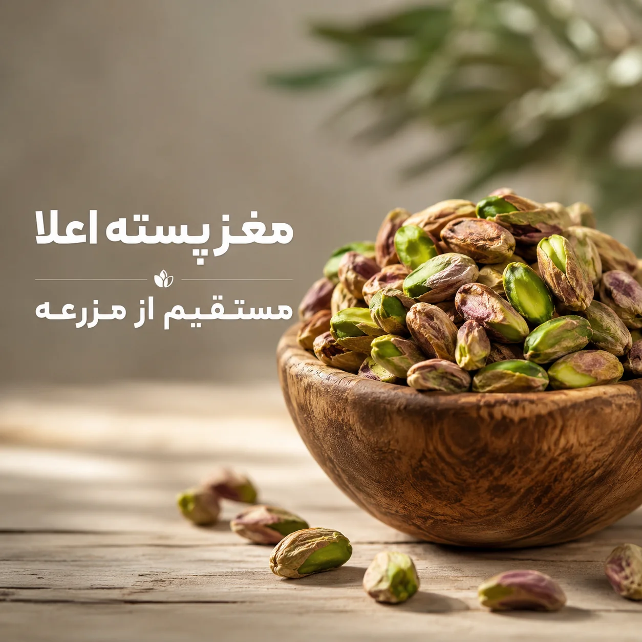 پسته اصل مزرعه