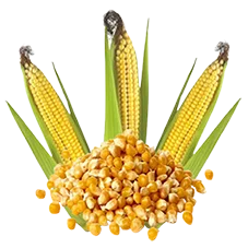 ذرت