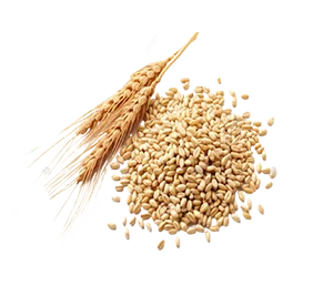 گندم