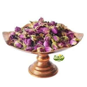 غنچه گل محمدی