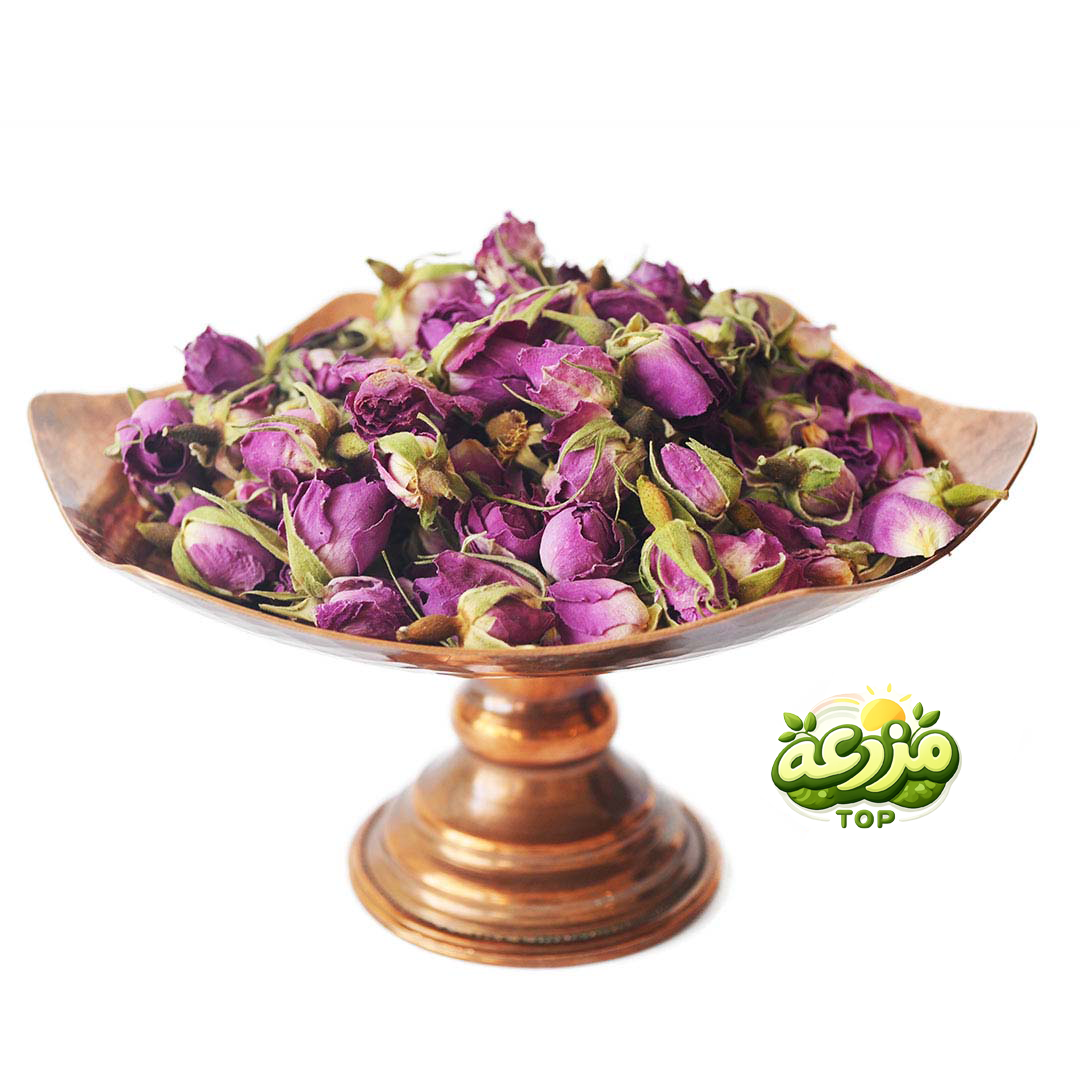 غنچه گل محمدی