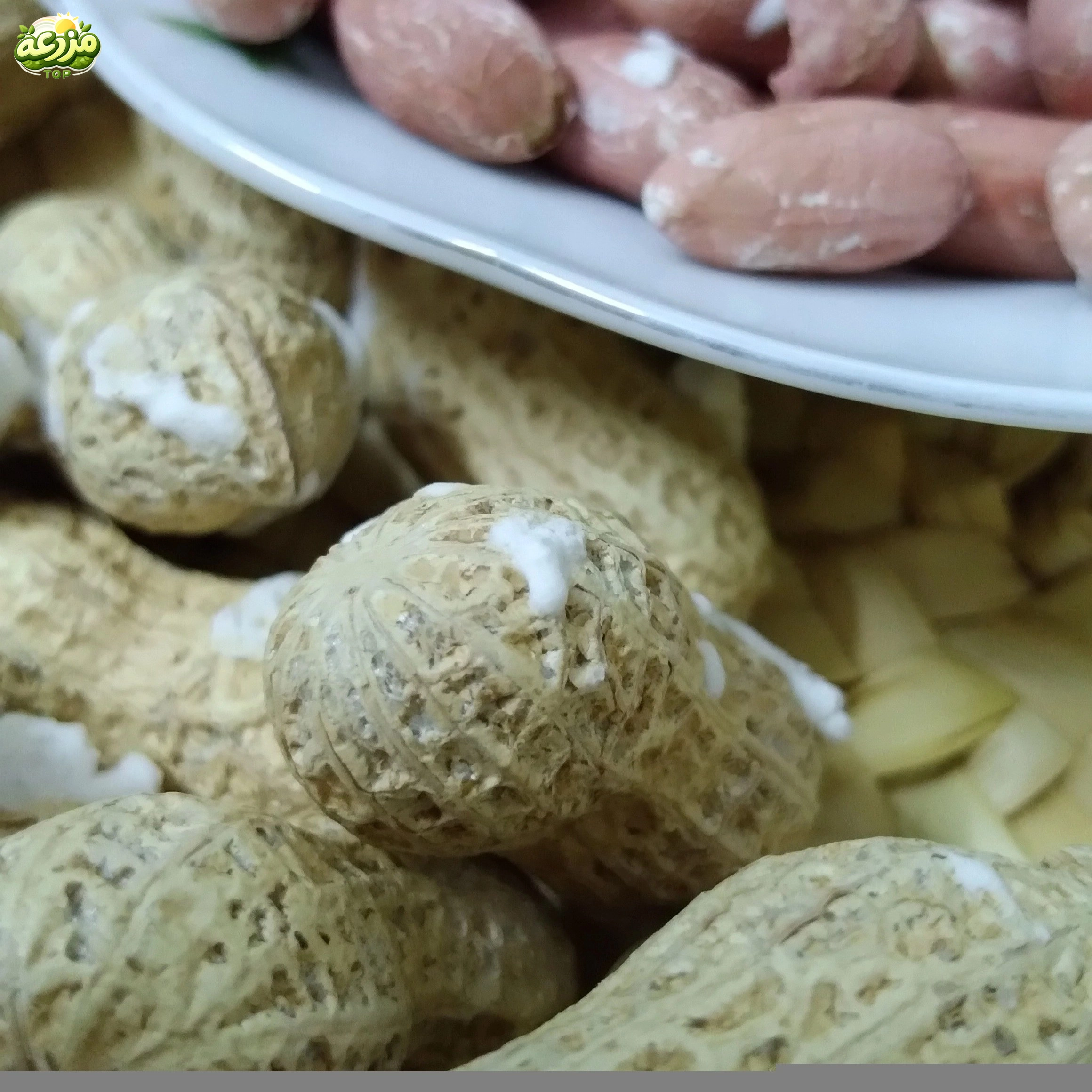 بادام زمینی با غلاف آستانه