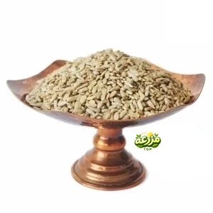 مغز تخمه آفتاب گردان