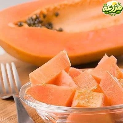 پاپایا