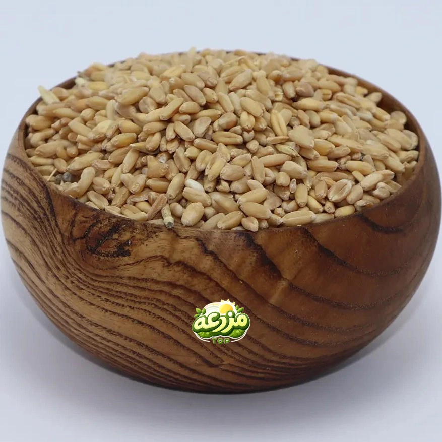گندم حلیمی - عکس 3