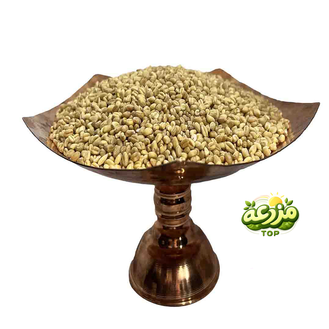 گندم حلیمی