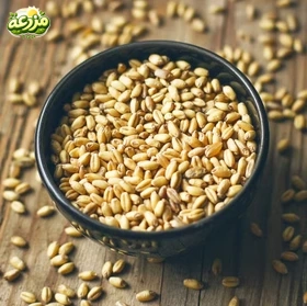 گندم مرغی