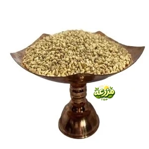 گندم مرغی