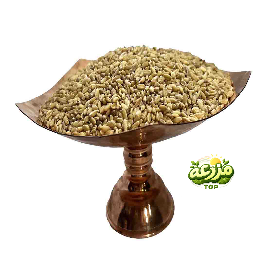 گندم مرغی