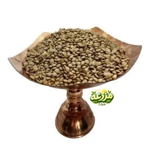عدس درشت خارجی