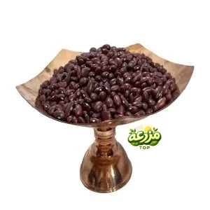 لوبیا قرمز