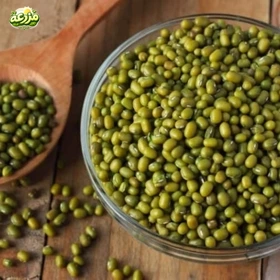 ماش ایرانی